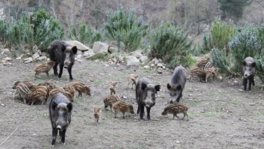 IL CINGHIALE